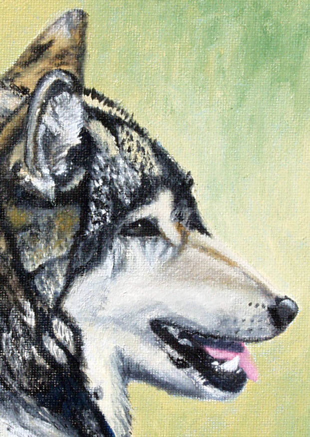 Wolf detail