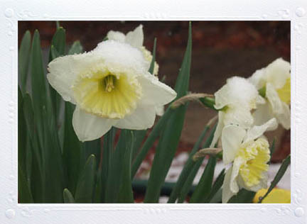 Daffodils with Spring Bonnets of Snow