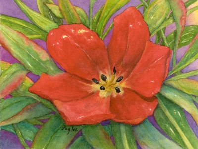 Another Red Tulip original watercolor painting by artist Fay Lee