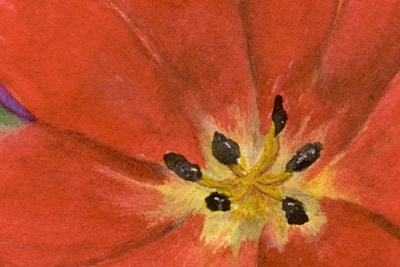 Another Red Tulip original watercolor painting by artist Fay Lee - detail