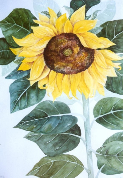 Sunflower original watercolor painting by artist Fay Lee