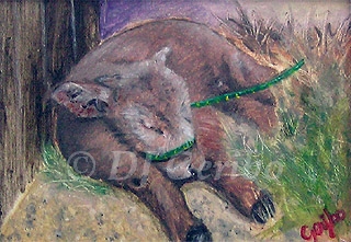 Sleepyhead Original Miniature Oil Painting by artist DJ Geribo detail