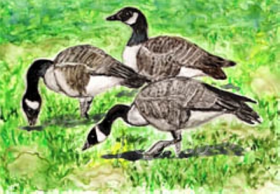 Canada Geese Watercolor Print by artist DJ Geribo detail