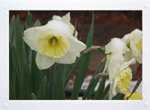 Daffodils with Spring Bonnets of Snow