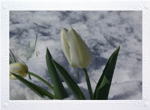 Tulips with Beads of Melted Snow