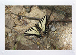 Swallowtail Collage