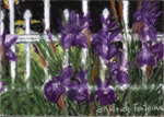 Purple with Envy (Purple Iris) - Print
