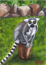 Lemur Gleamer