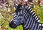 Zebra in Springtime