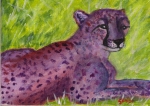 Cheetah Lounging
