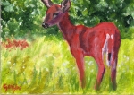 Red White-Tail Deer