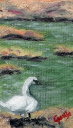 Gazing Swan