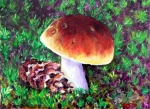 Muffintop Mushroom